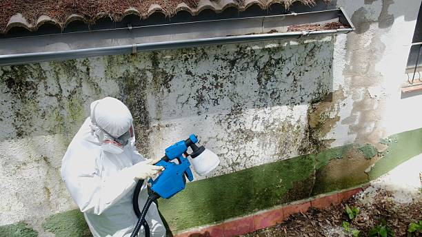 Top rated local Basement Mold Removal specialists in Key Biscayne, FL